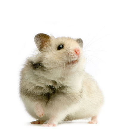 Information on Dwarf Hamsters