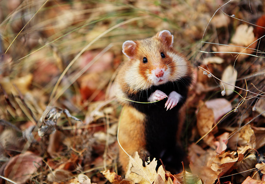 Wild Syrian Hamster, Overview, Characteristics & Habitat
