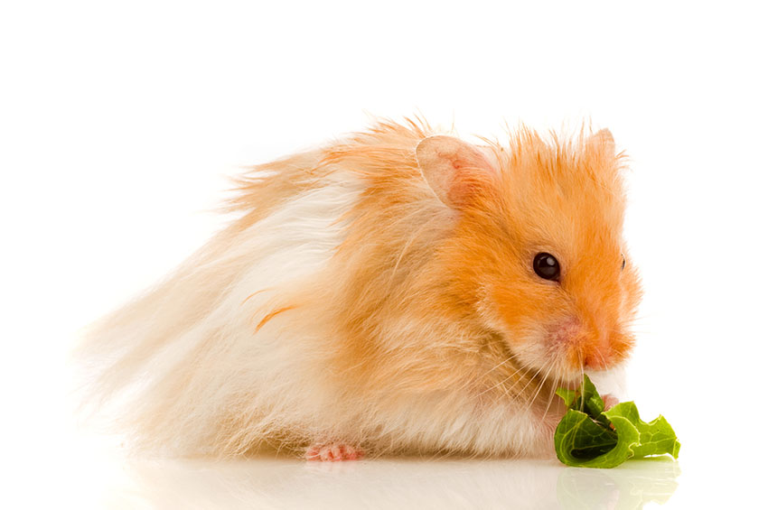 Fresh Food For Hamsters Feeding Your Hamster Hamsters Guide