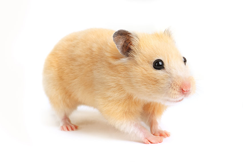 Are Hamsters a 'Good Pet'?