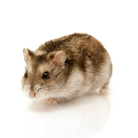 Are Hamsters Intelligent?