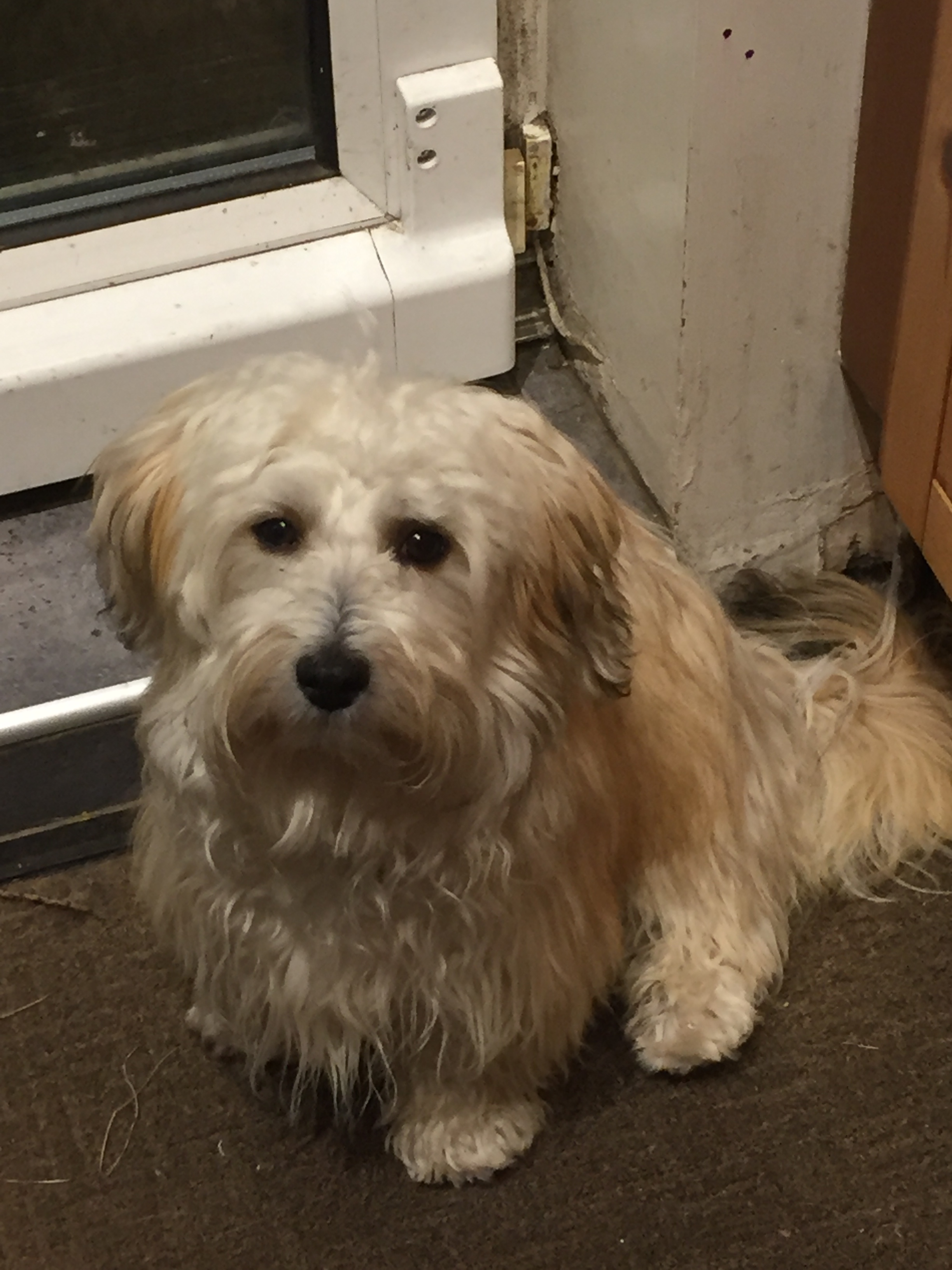 havanese weight standards havanese dogs breed information omlet havanese weight standards havanese dogs breed information omlet