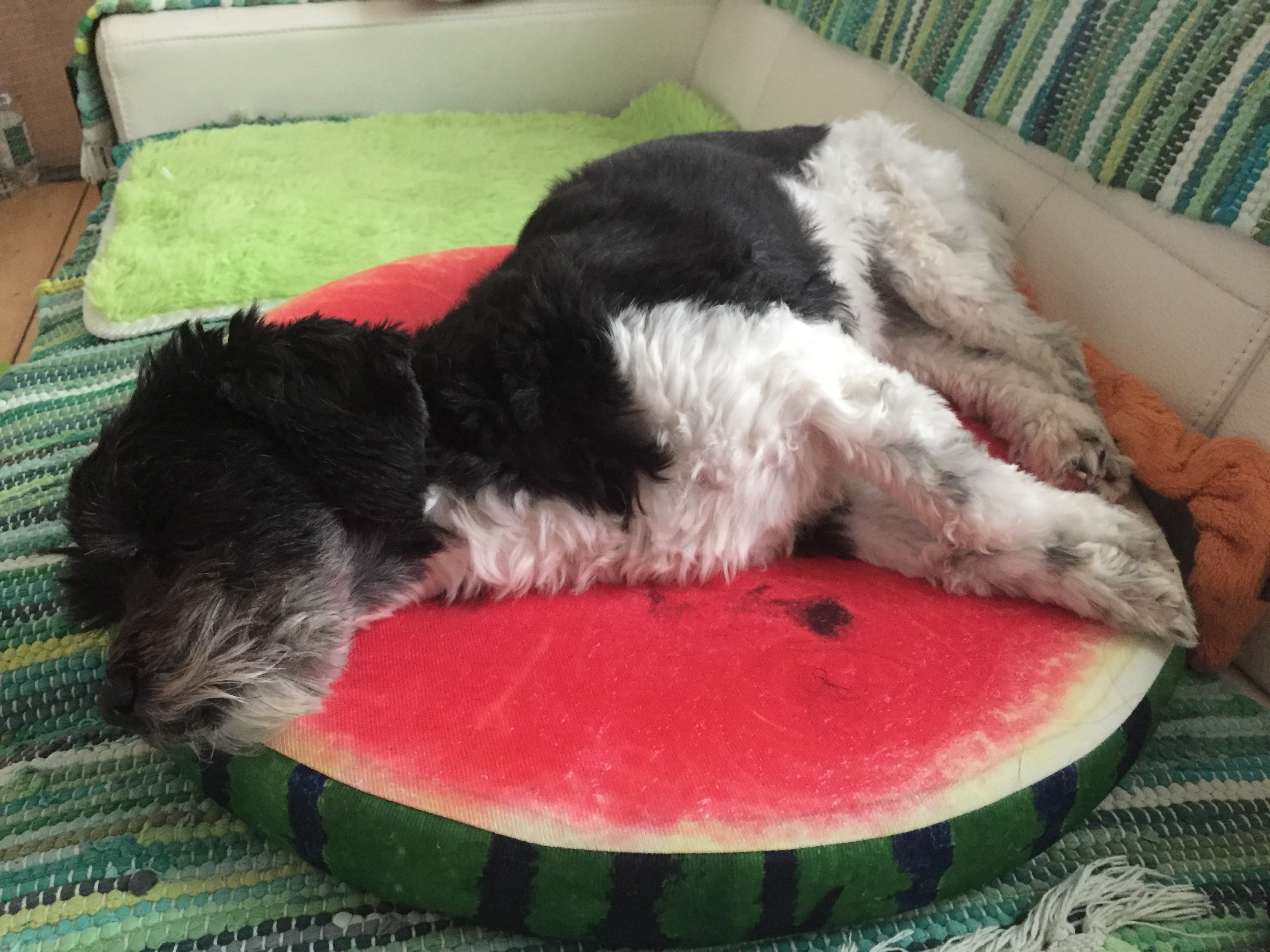 havanese weight standards havanese dogs breed information omlet havanese weight standards havanese dogs breed information omlet