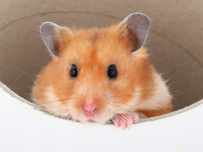 Orange and white best sale hamster