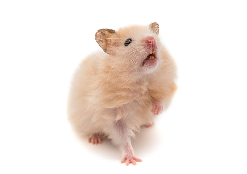Hamster deals teeth care