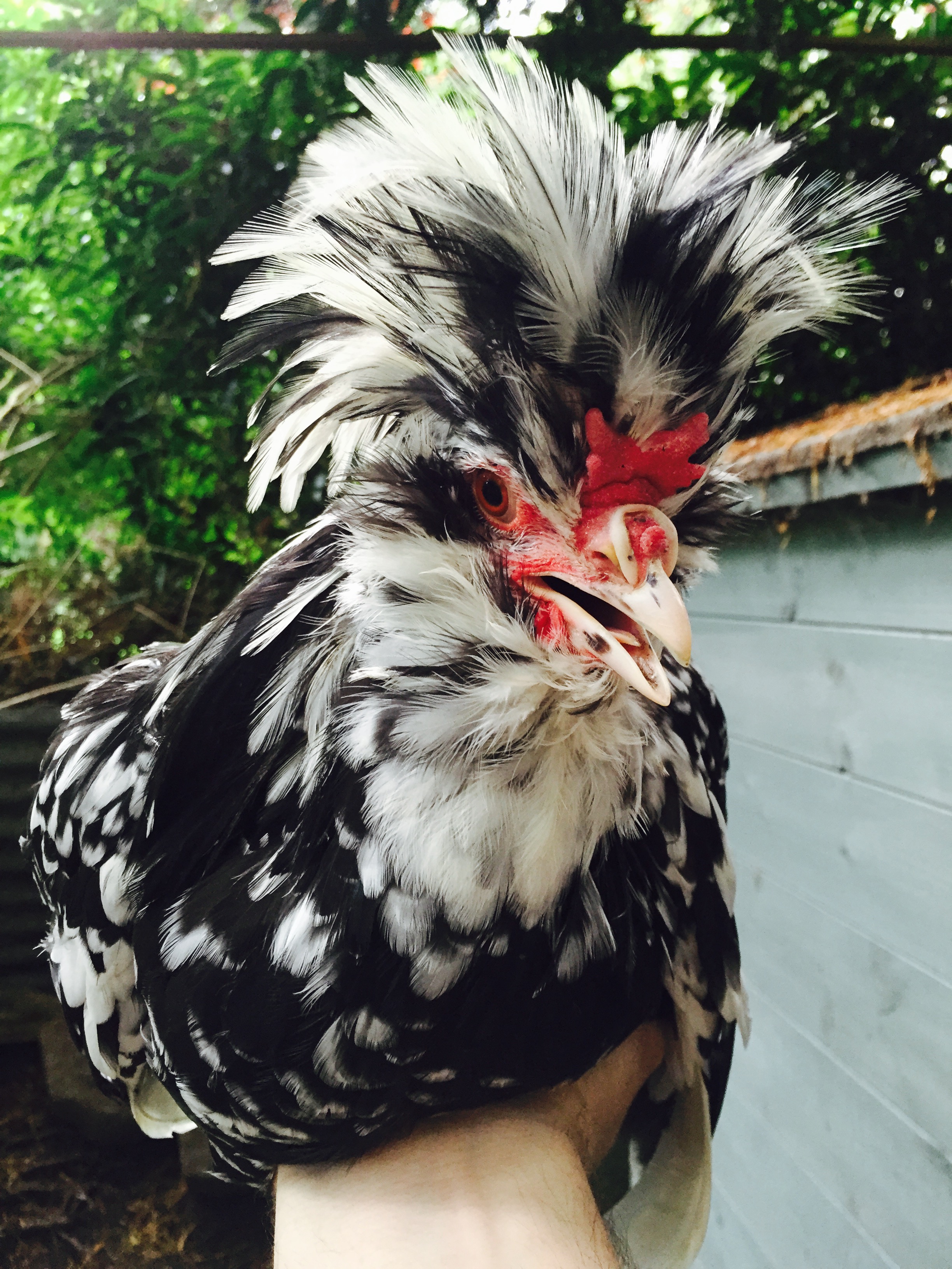 Houdan For Sale Chickens Breed Information Omlet