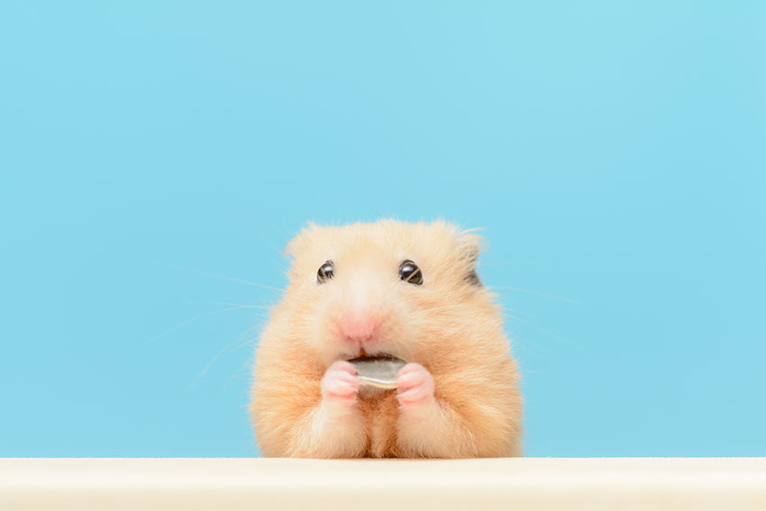 How Often Do I Clean Out My Hamster s Cage Hamster Hygiene
