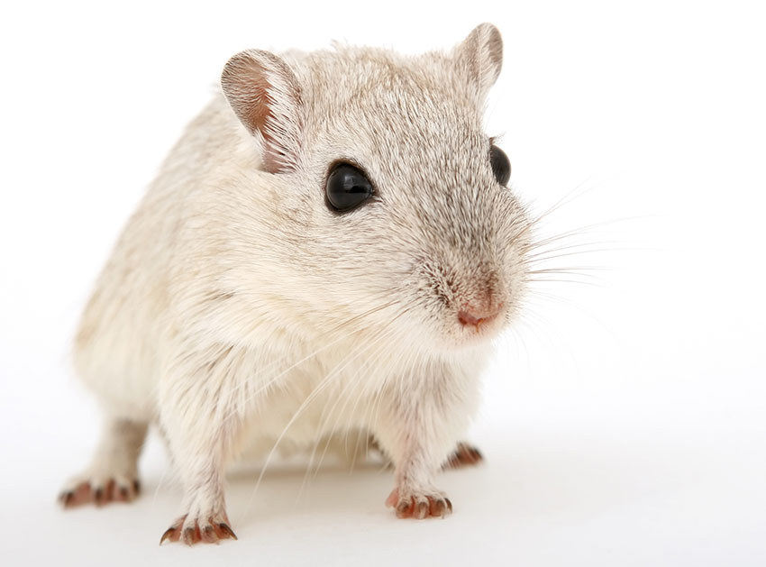 how old is gerbil