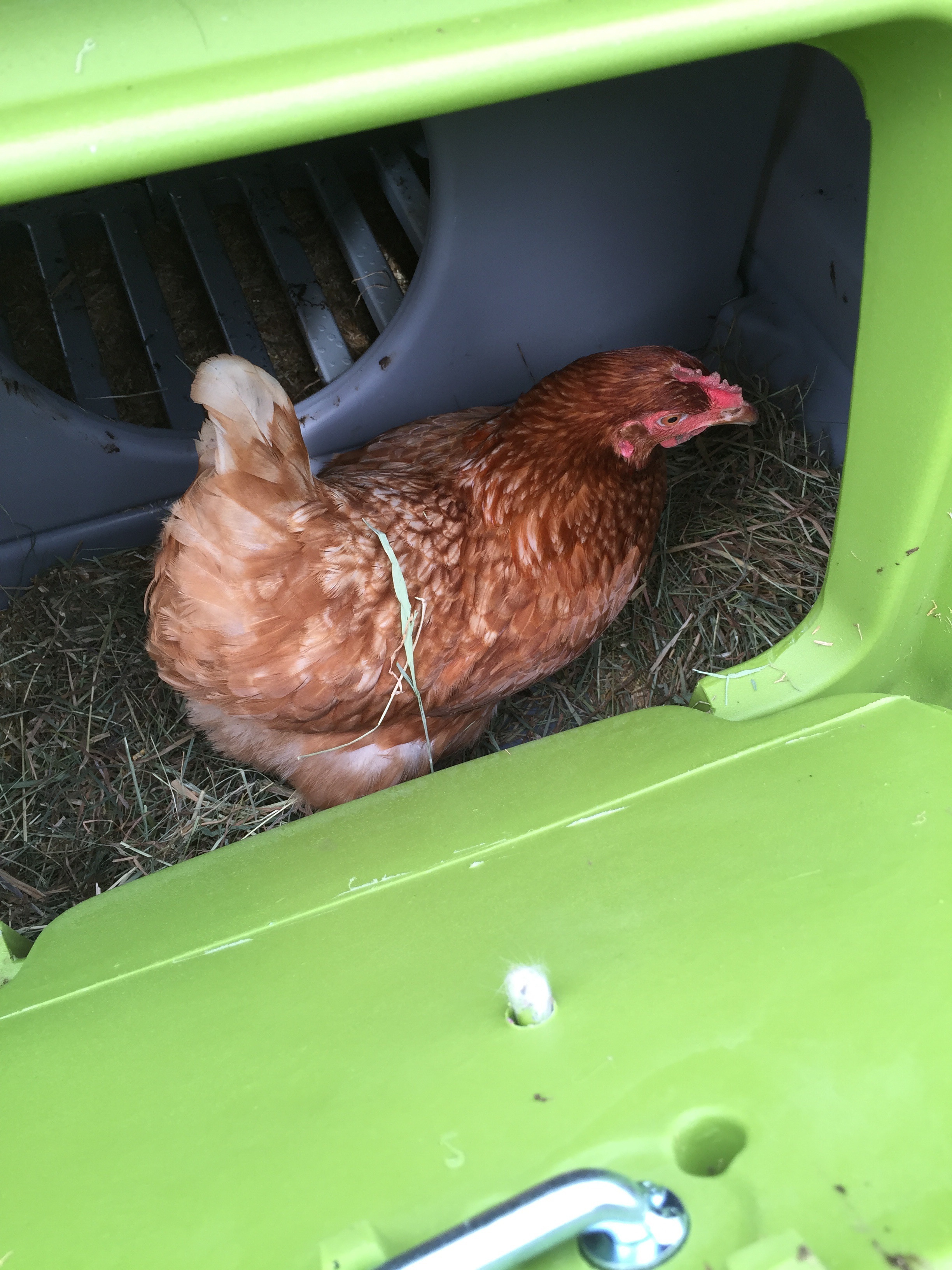 Reviews for Eglu Cube Chicken Coop Chicken Keeping Omlet