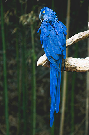 Hyacinth Macaw toilet training