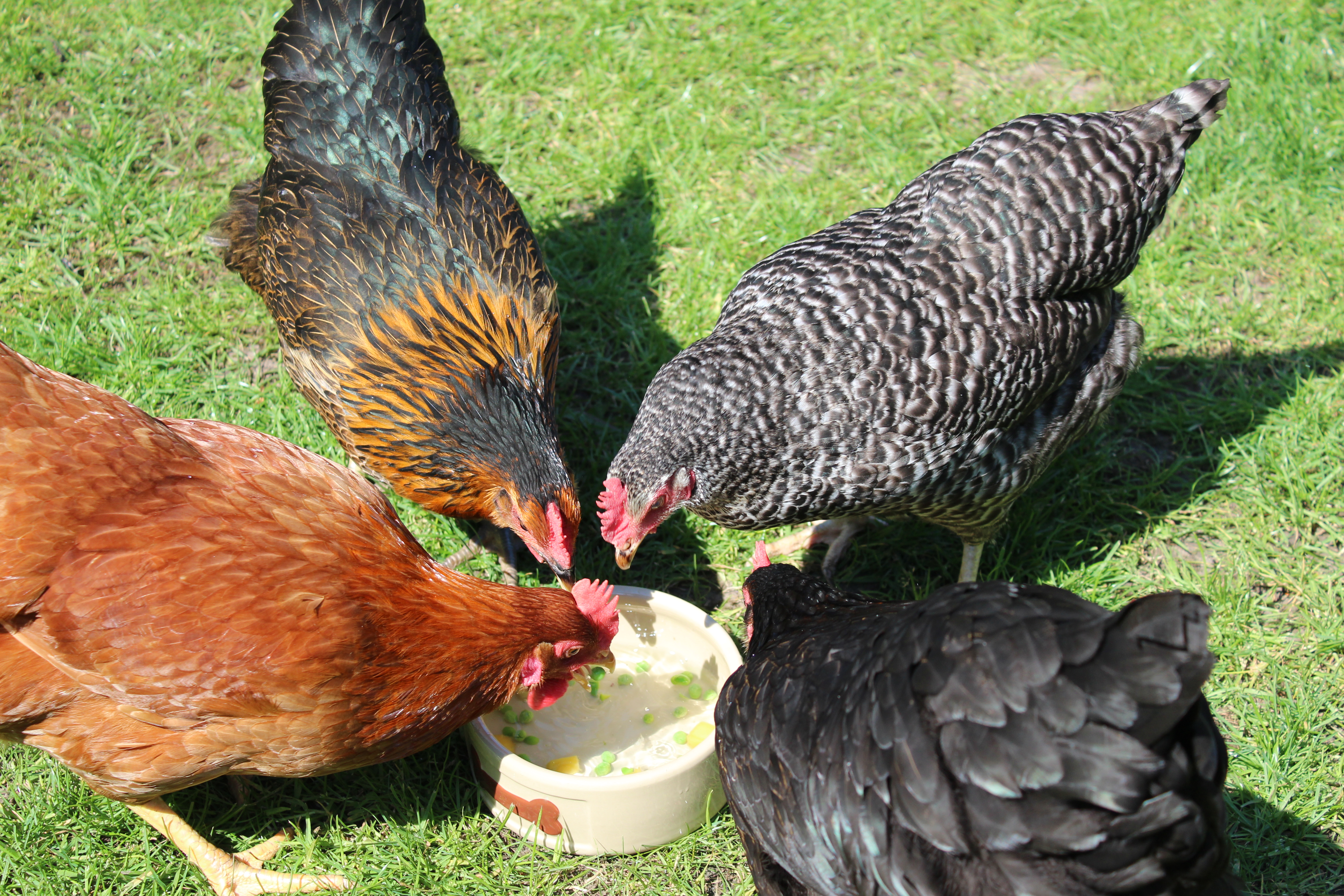 Hybrid For Sale Chickens Breed Information Omlet