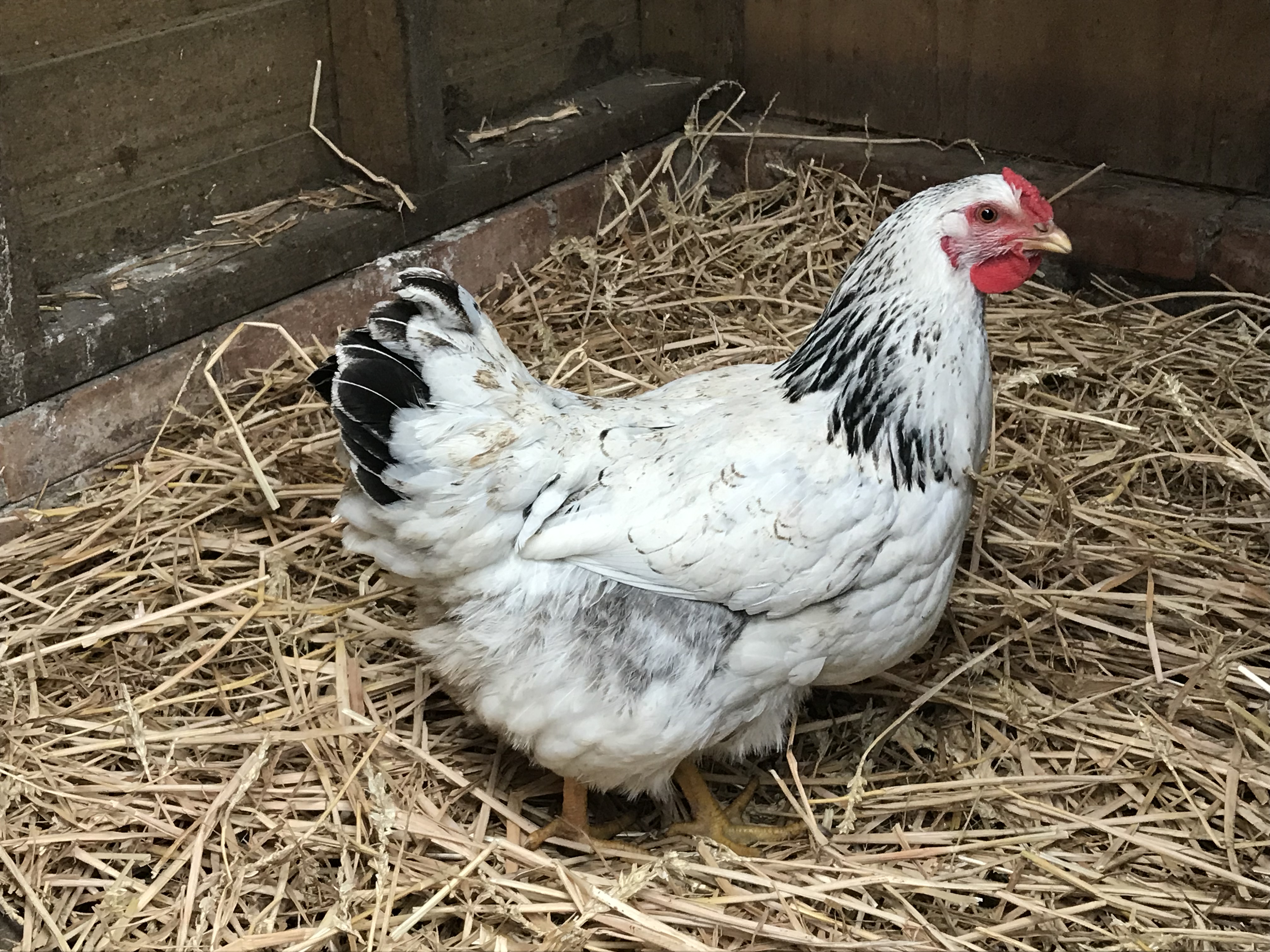 Hybrid For Sale Chickens Breed Information Omlet