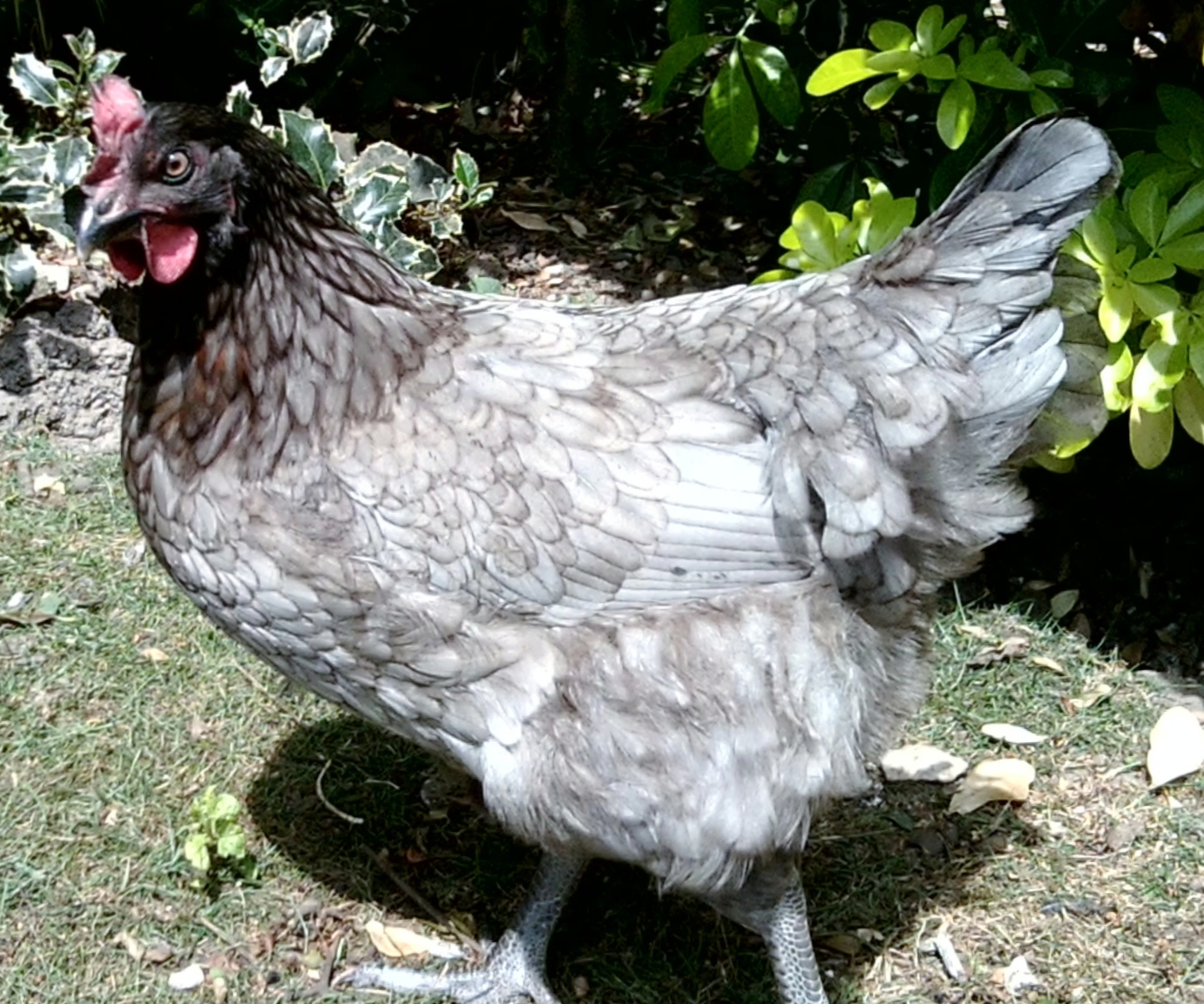 Hybrid For Sale Chickens Breed Information Omlet