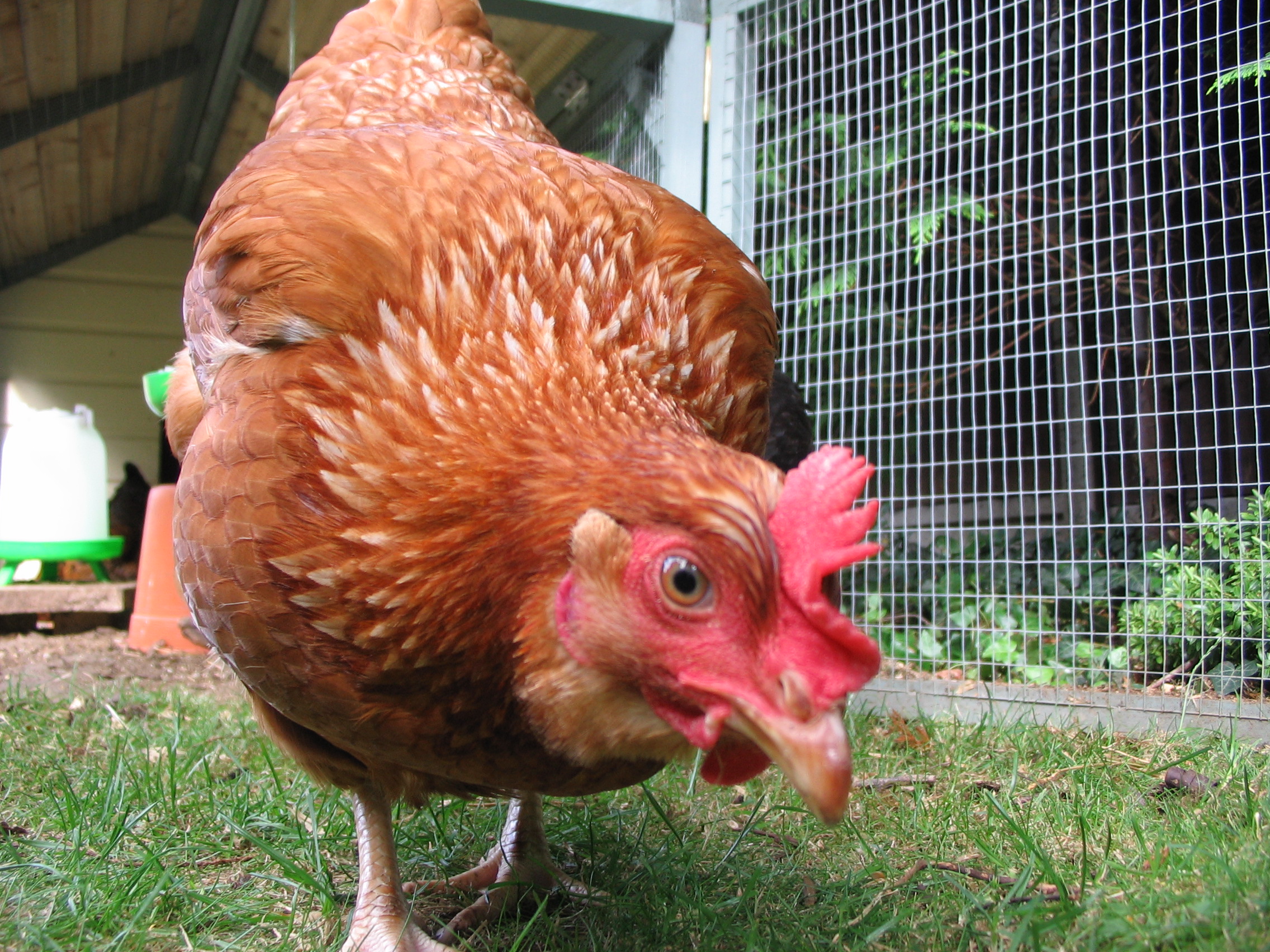 Hybrid For Sale Chickens Breed Information Omlet