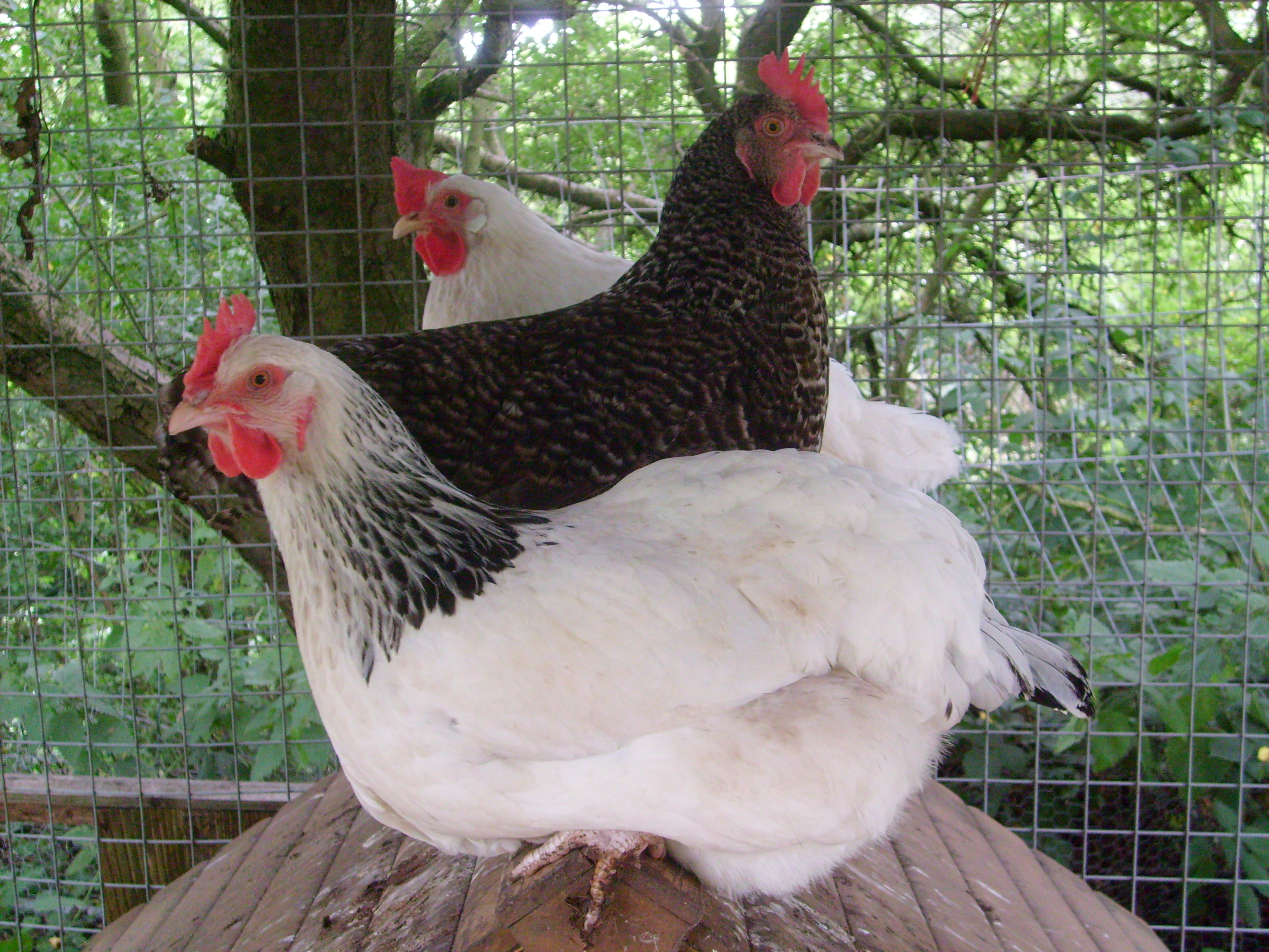 Hybrid For Sale Chickens Breed Information Omlet