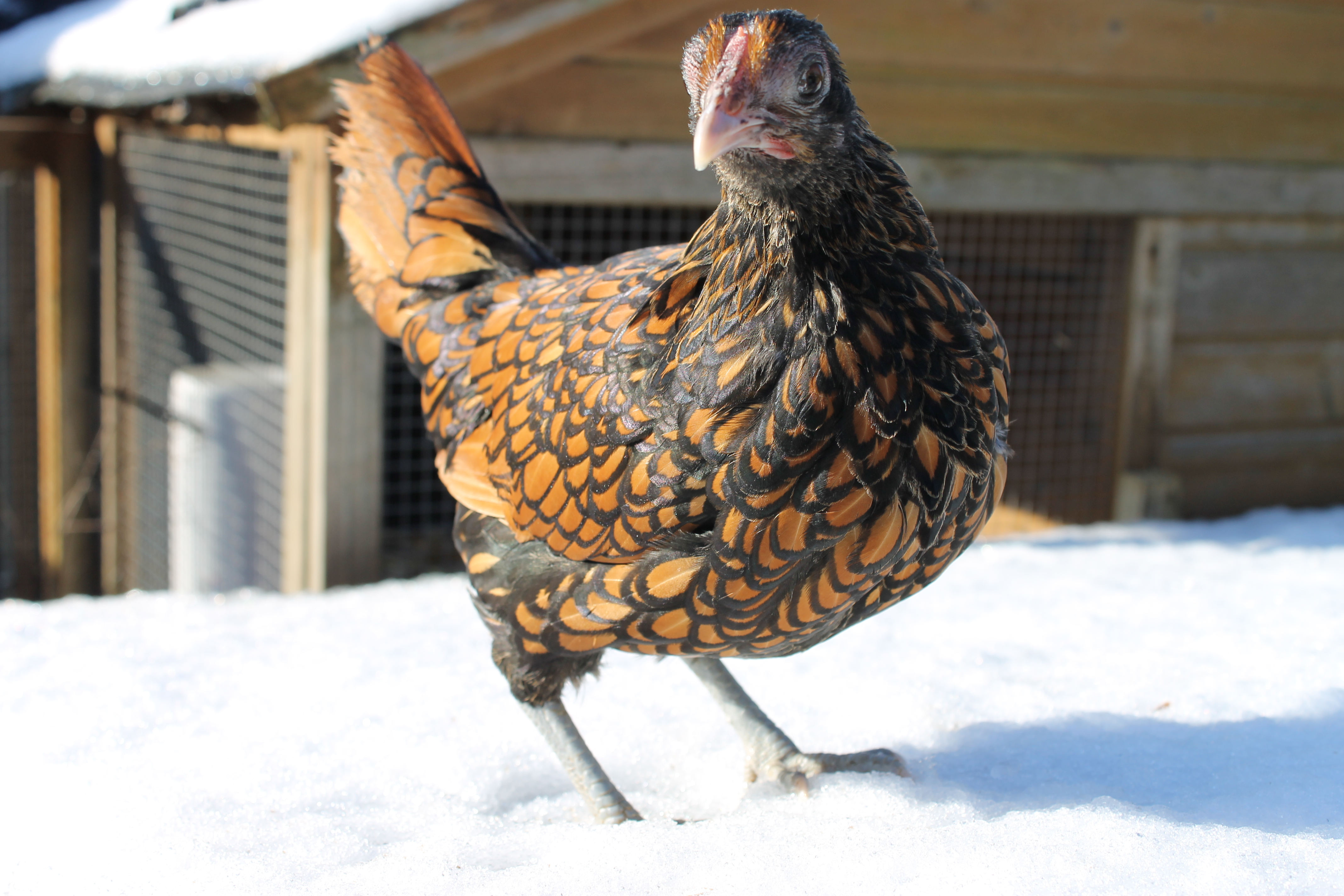 Hybrid For Sale Chickens Breed Information Omlet