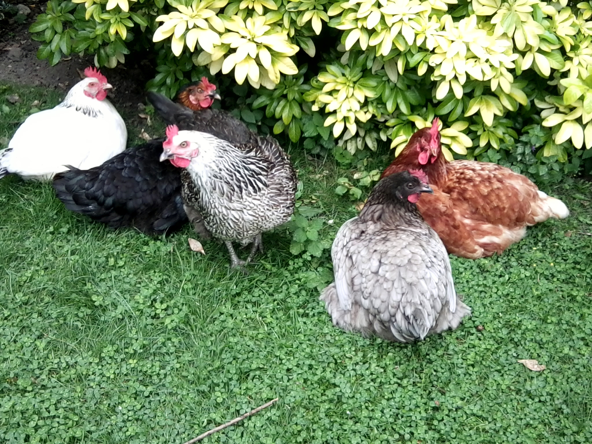 variety of breeds hybrid for sale chickens breed information omlet variety of breeds hybrid for sale chickens breed information omlet