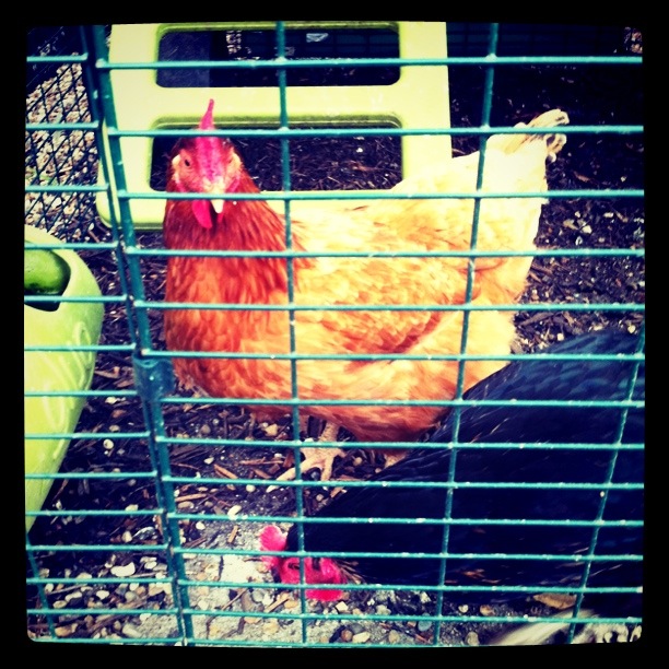 Reviews for Eglu Cube Chicken Coop Chicken Keeping Omlet
