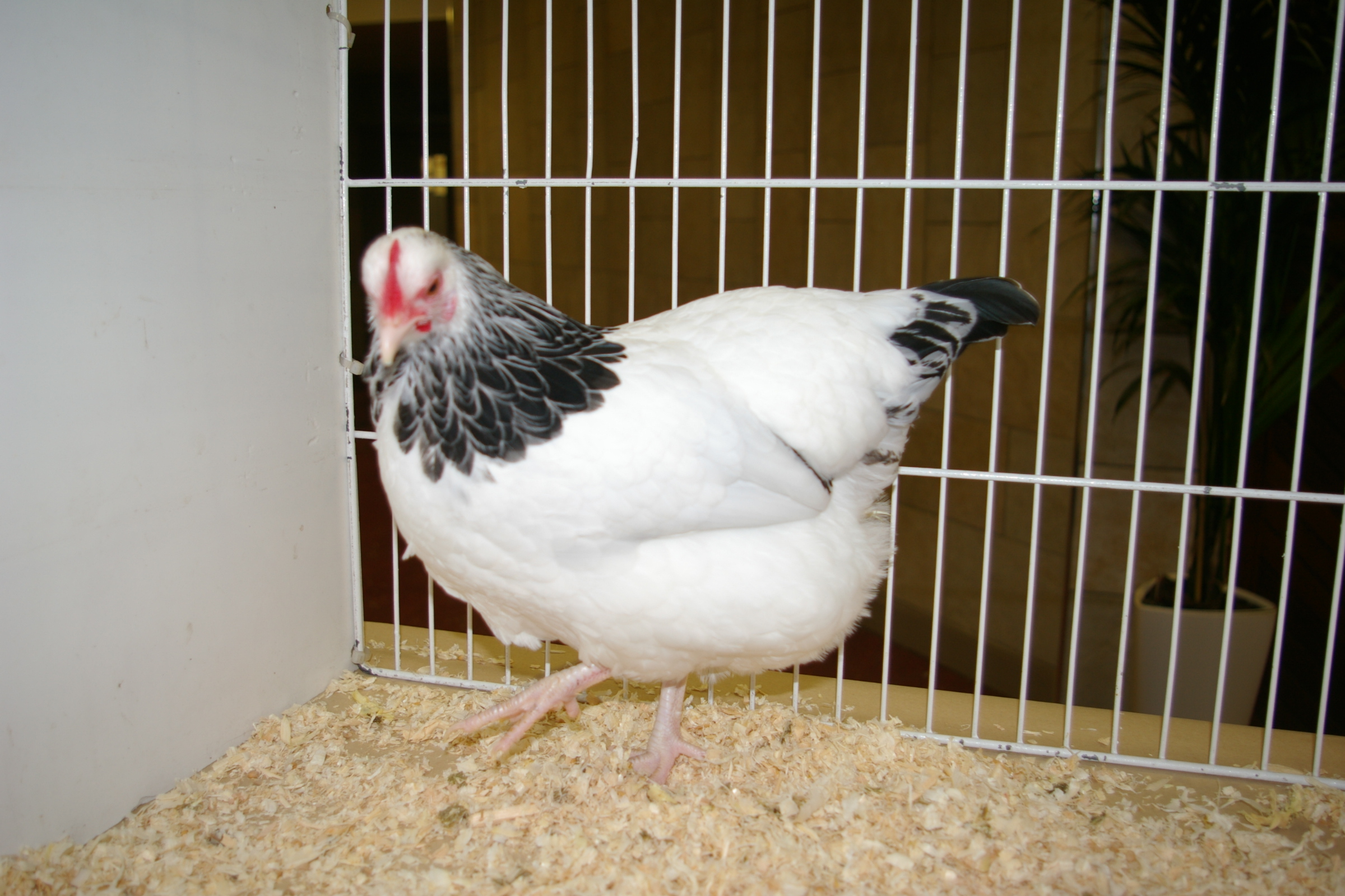 Bantam Chickens For Sale East Sussex at Joe Carr blog