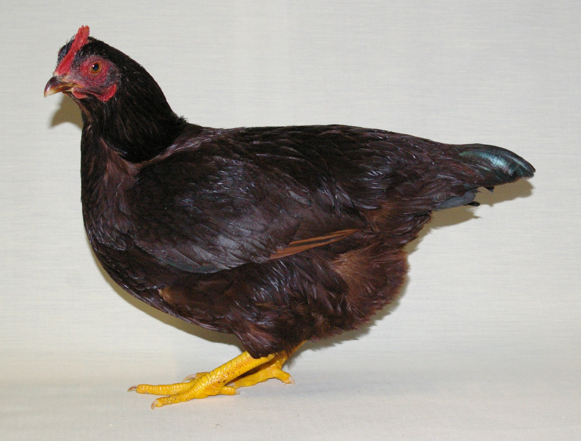 Rhode Island Red For Sale Chickens Breed Information Omlet