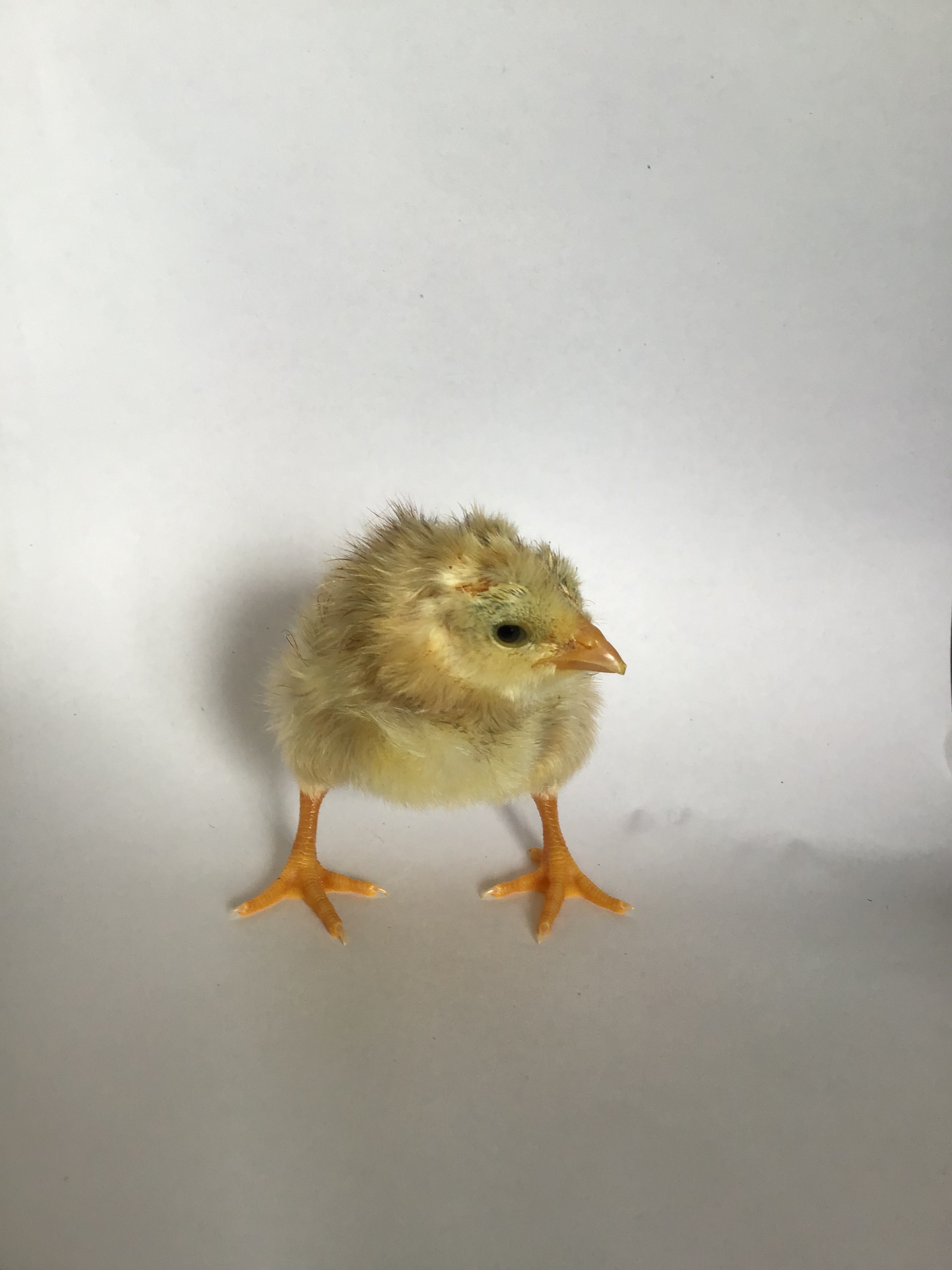Indian Game For Sale Chickens Breed Information Omlet Indian Game For Sale Chickens Breed Information Omlet