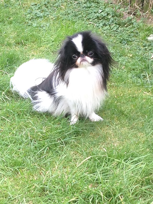 Japanese Chin | Dogs | Breed Information | Omlet