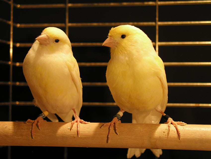 Keeping Canaries in pairs