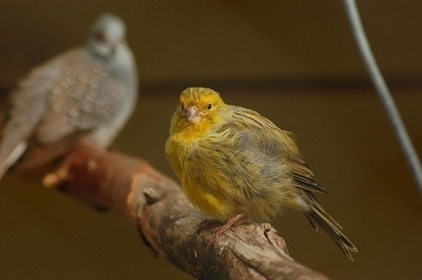 What are tips for buying a canary?