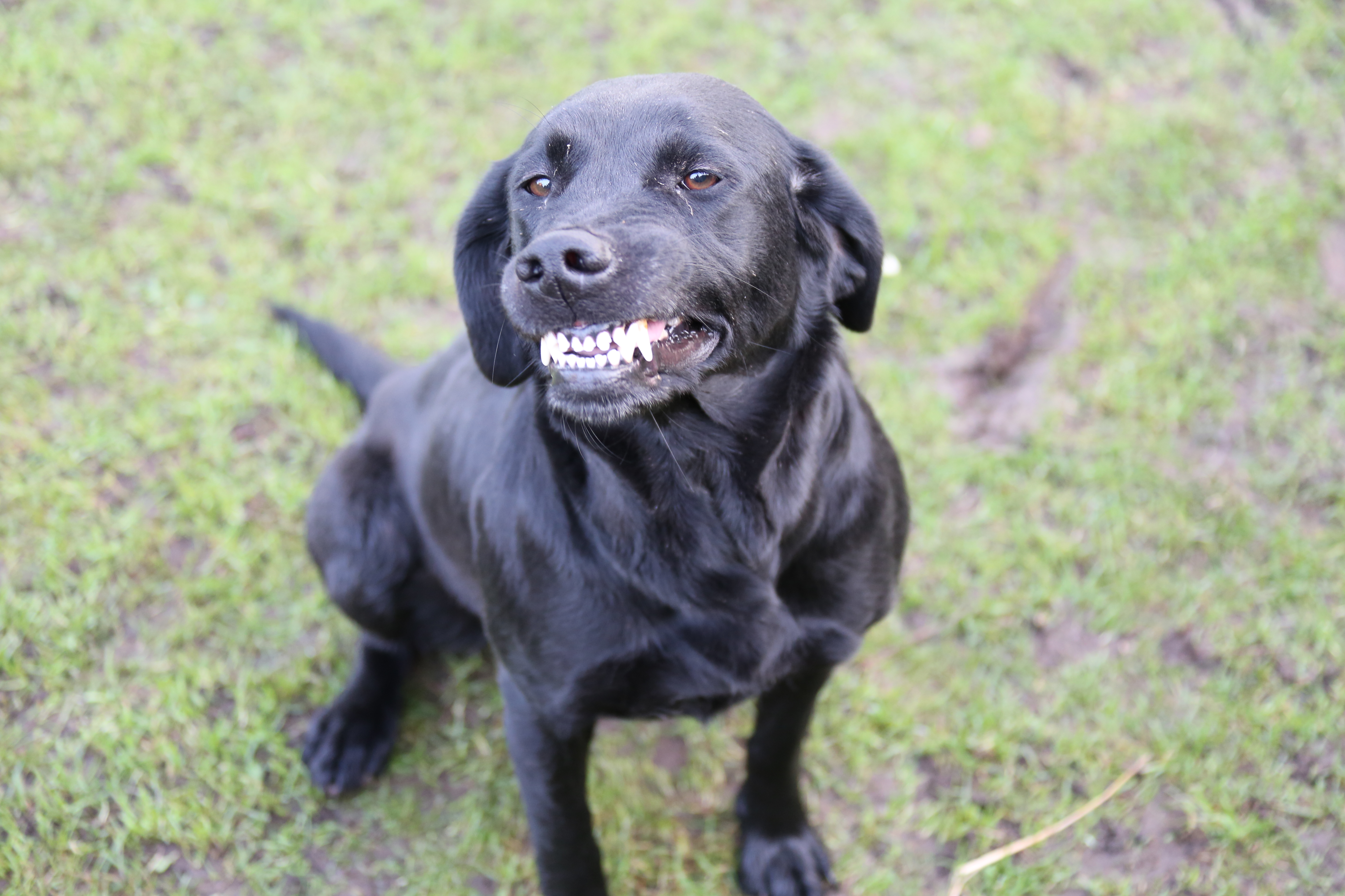labrador retriever puppies information labrador retriever dogs breed information omlet labrador retriever puppies information labrador retriever dogs breed information omlet