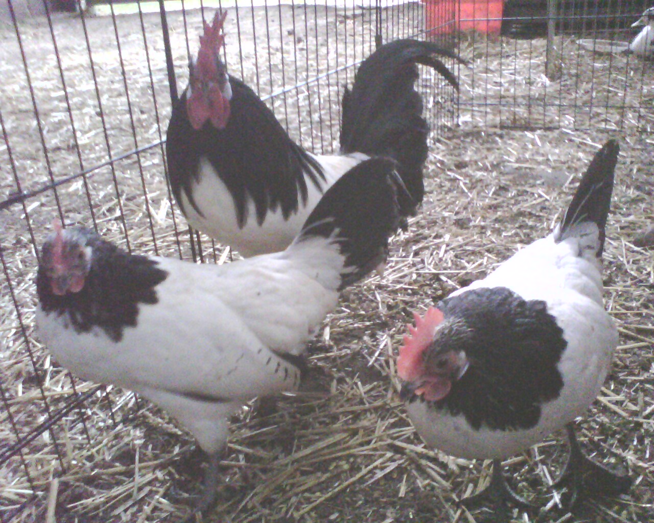 Lakenvelder For Sale Chickens Breed Information Omlet