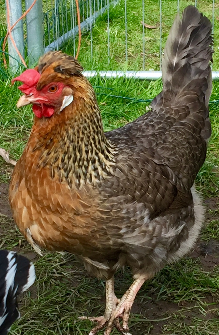 Legbar For Sale Chickens Breed Information Omlet 