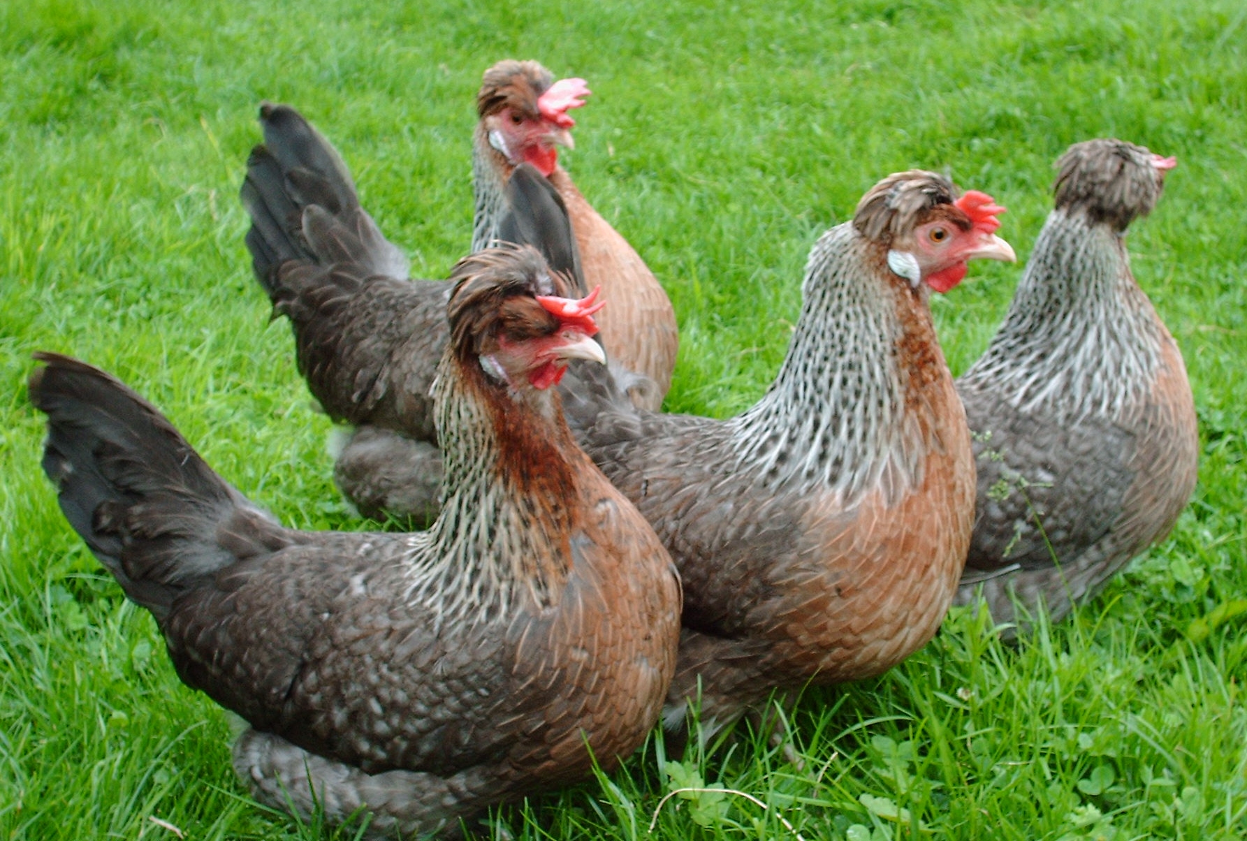 Legbar For Sale Chickens Breed Information Omlet