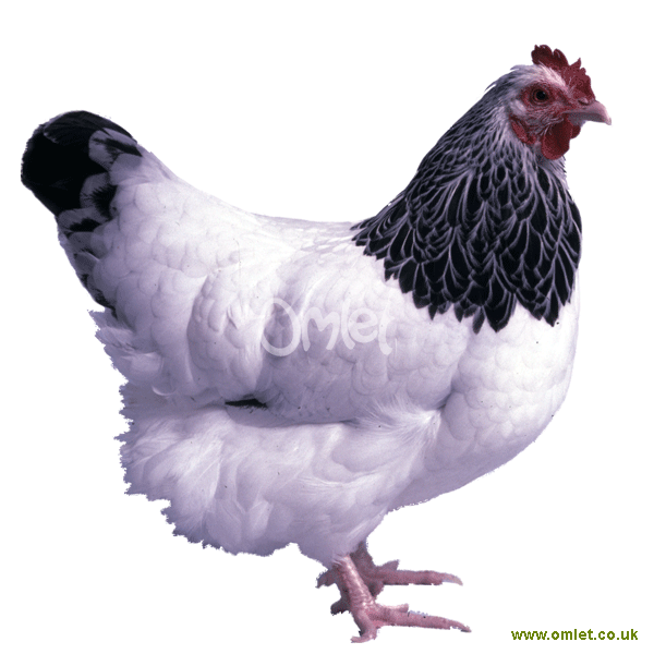 Bantam Chicken Breeds Chart With Pictures