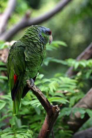 Lilac-crowned Amazon escaped