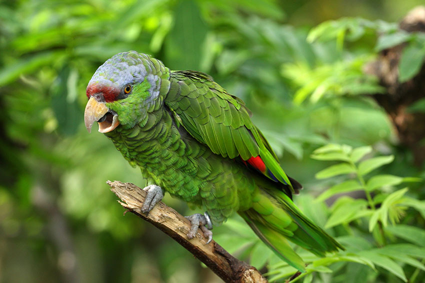 Parrot Sounds | Parrot Sounds | Parrots | Guide | Omlet UK
