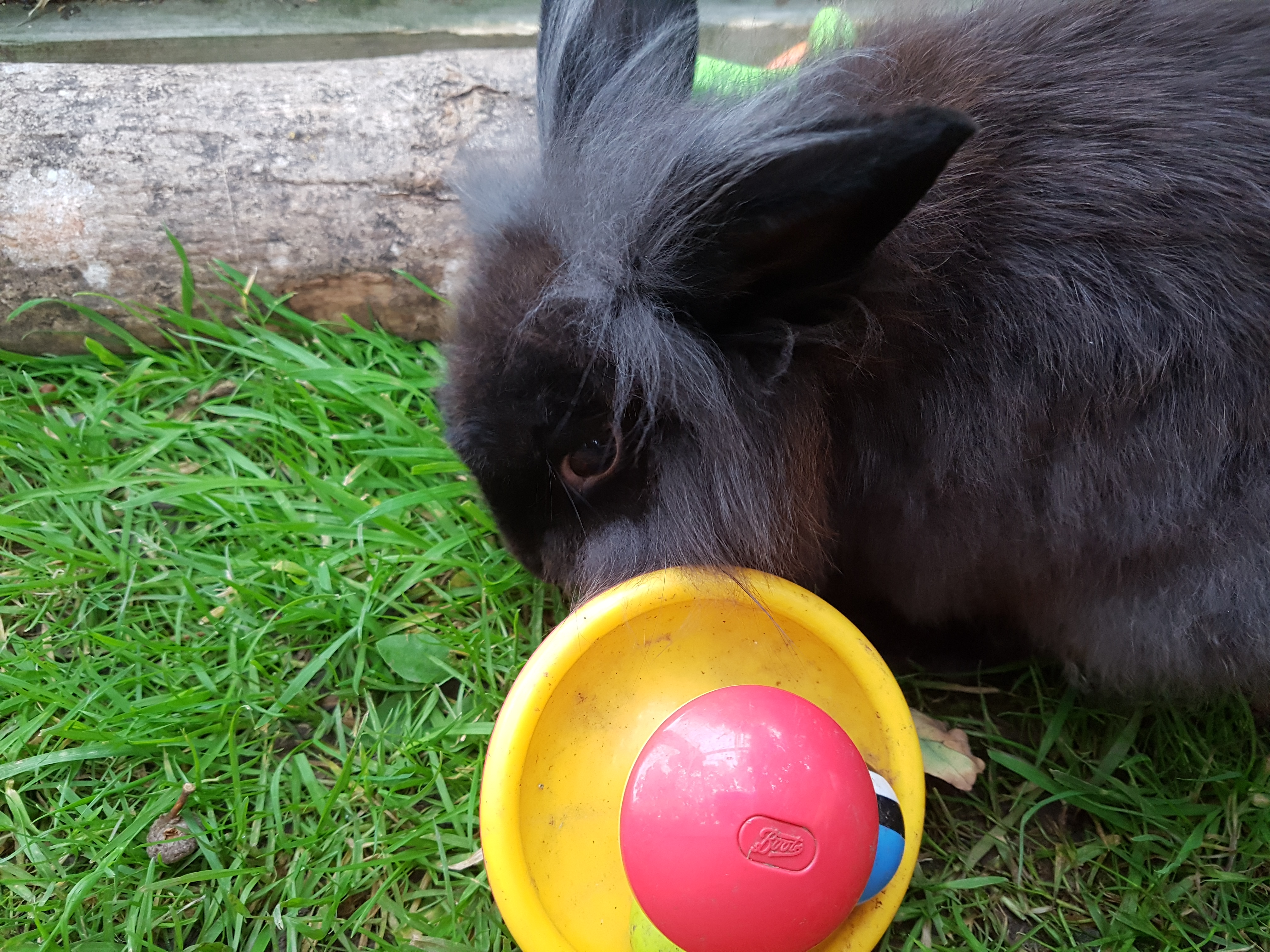 Lionhead For Sale Rabbits Breed Information Omlet