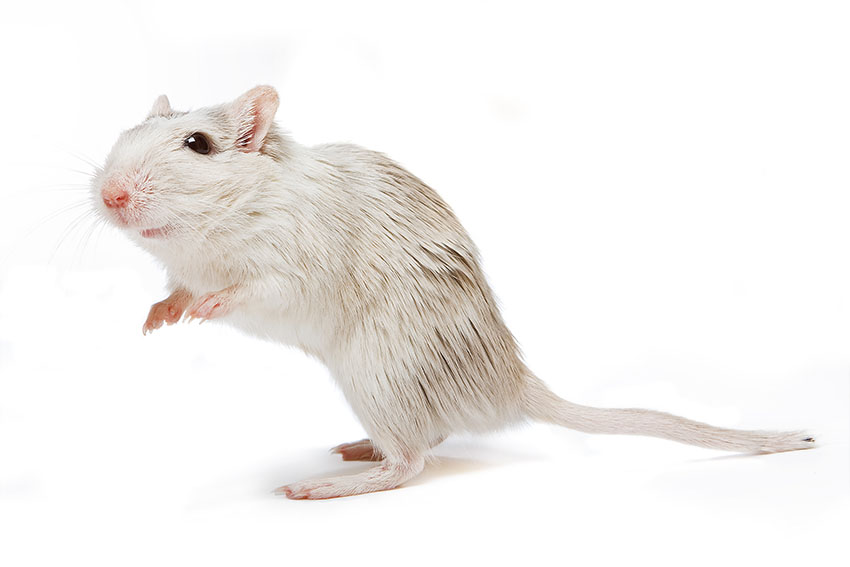 male or female gerbil