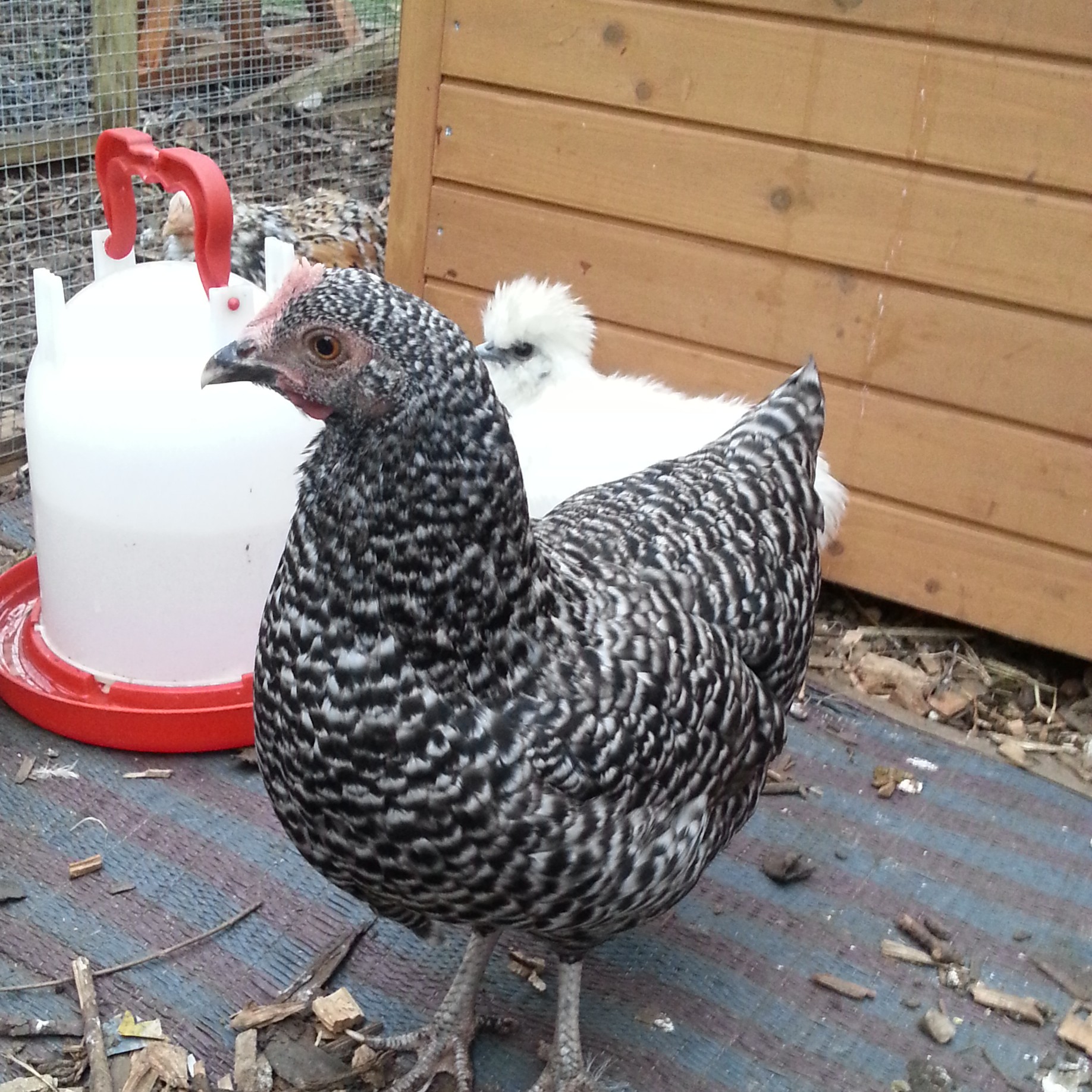 Marans For Sale Chickens Breed Information Omlet