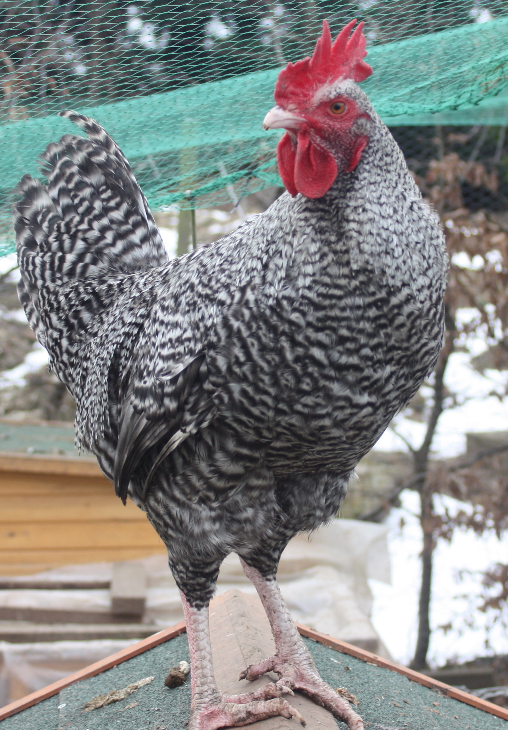 Marans For Sale Chickens Breed Information Omlet