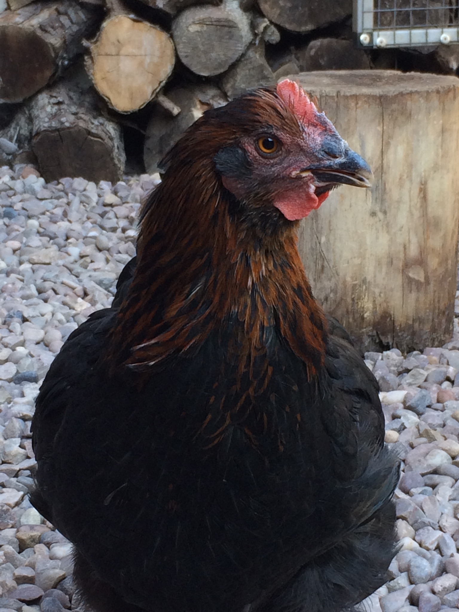 Marans For Sale | Chickens | Breed Information | Omlet