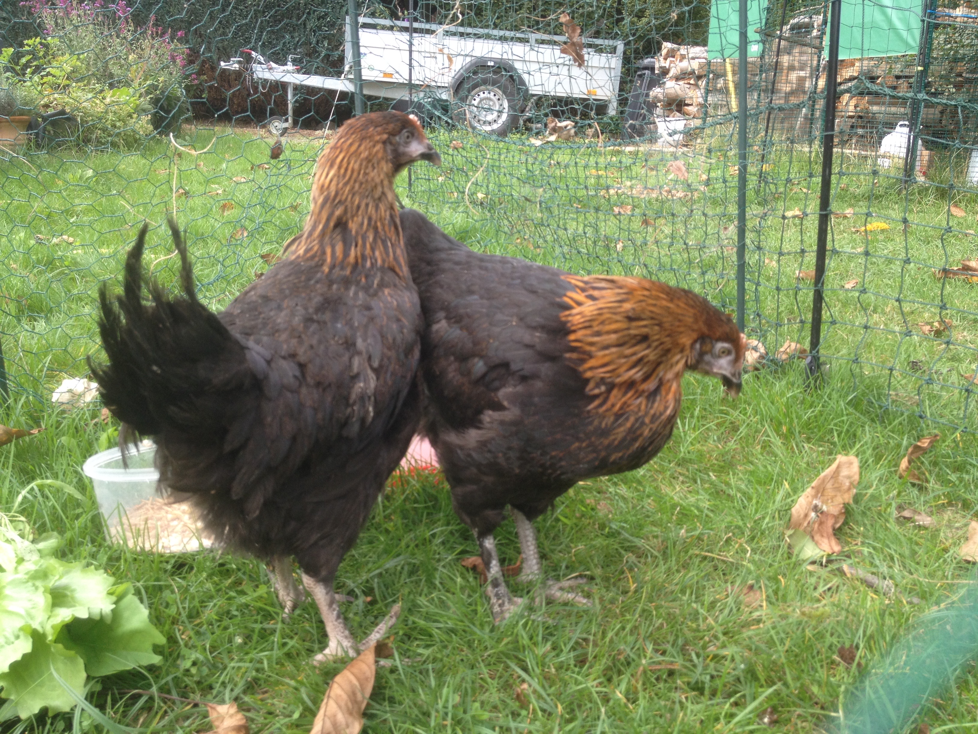 Marans For Sale Chickens Breed Information Omlet
