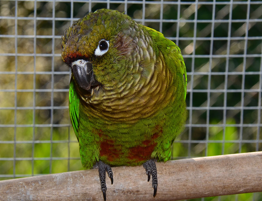 maroon-bellied-conure