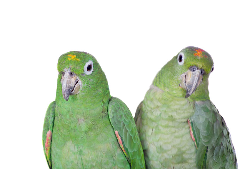 Mealy Amazon pair