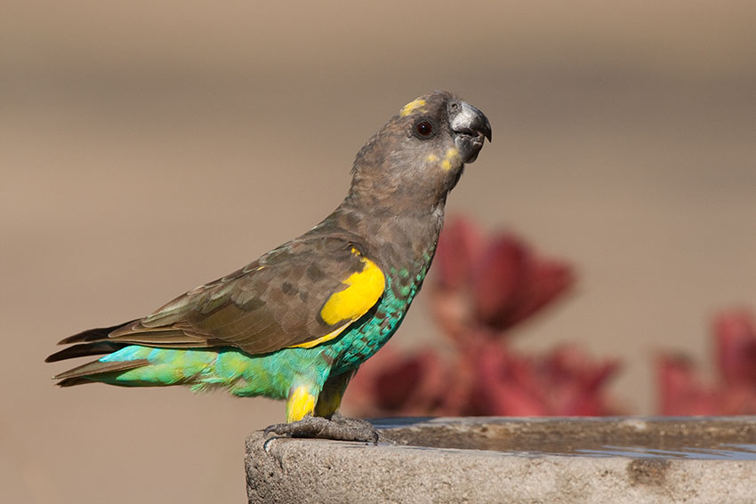 Meyers Parrot feeding