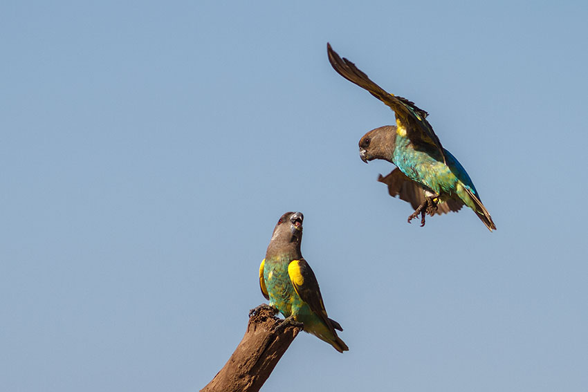 Birds like these wild Meyer's Parrots, can be carriers of various diseases