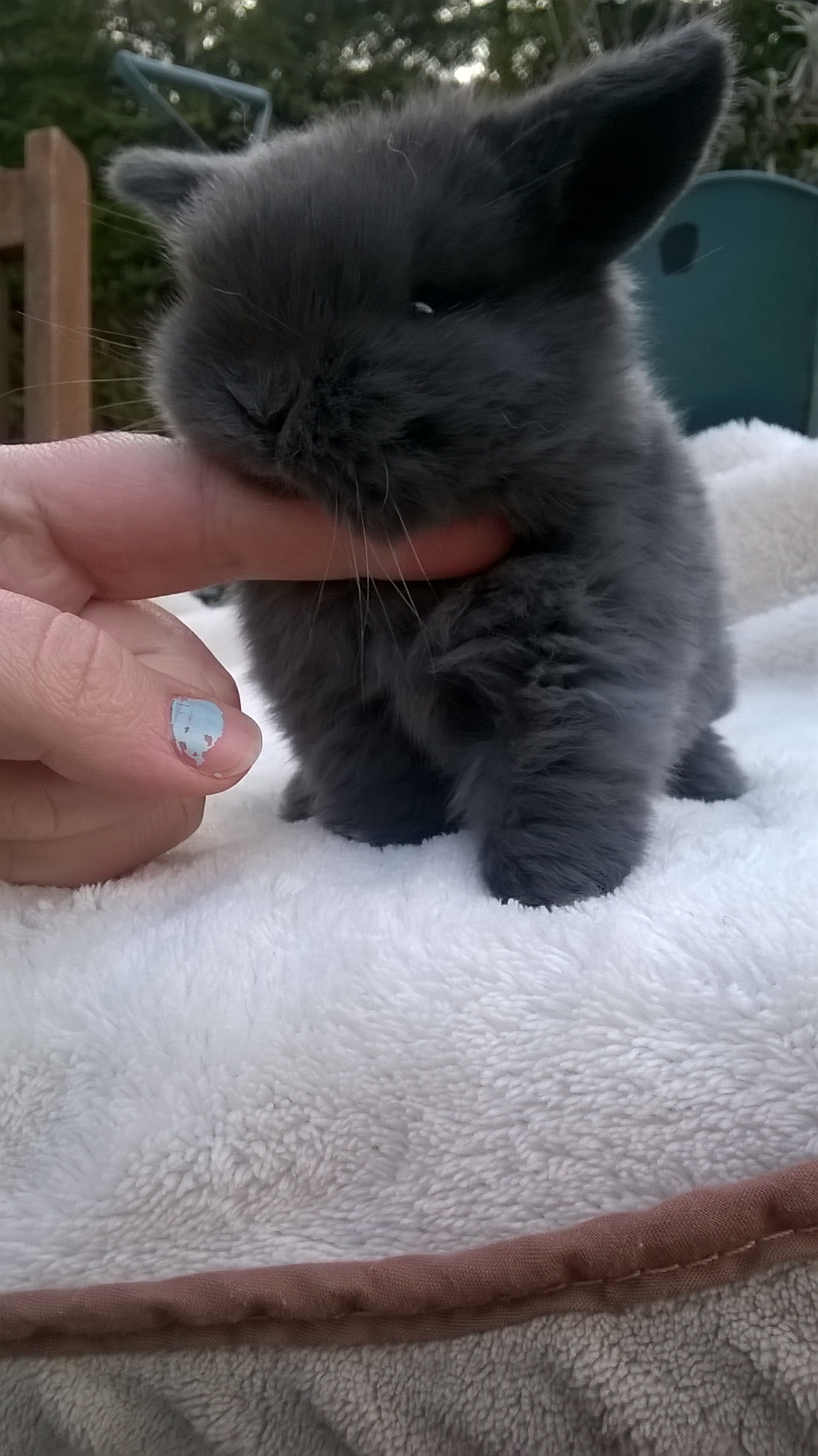 Mini Lop For Sale Rabbits Breed Information Omlet