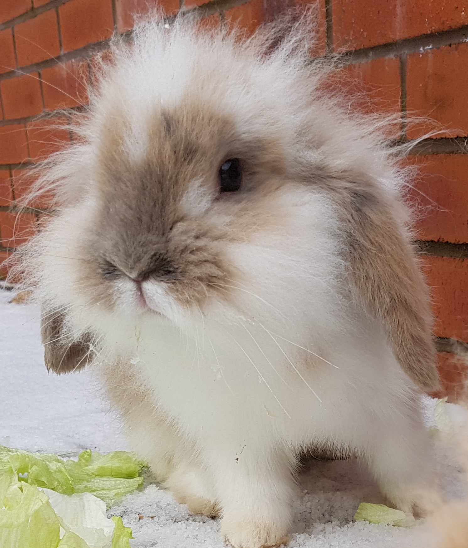 Mini Lop For Sale Rabbits Breed Information Omlet
