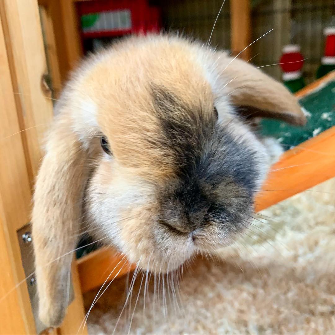 Mini Lop For Sale Rabbits Breed Information Omlet