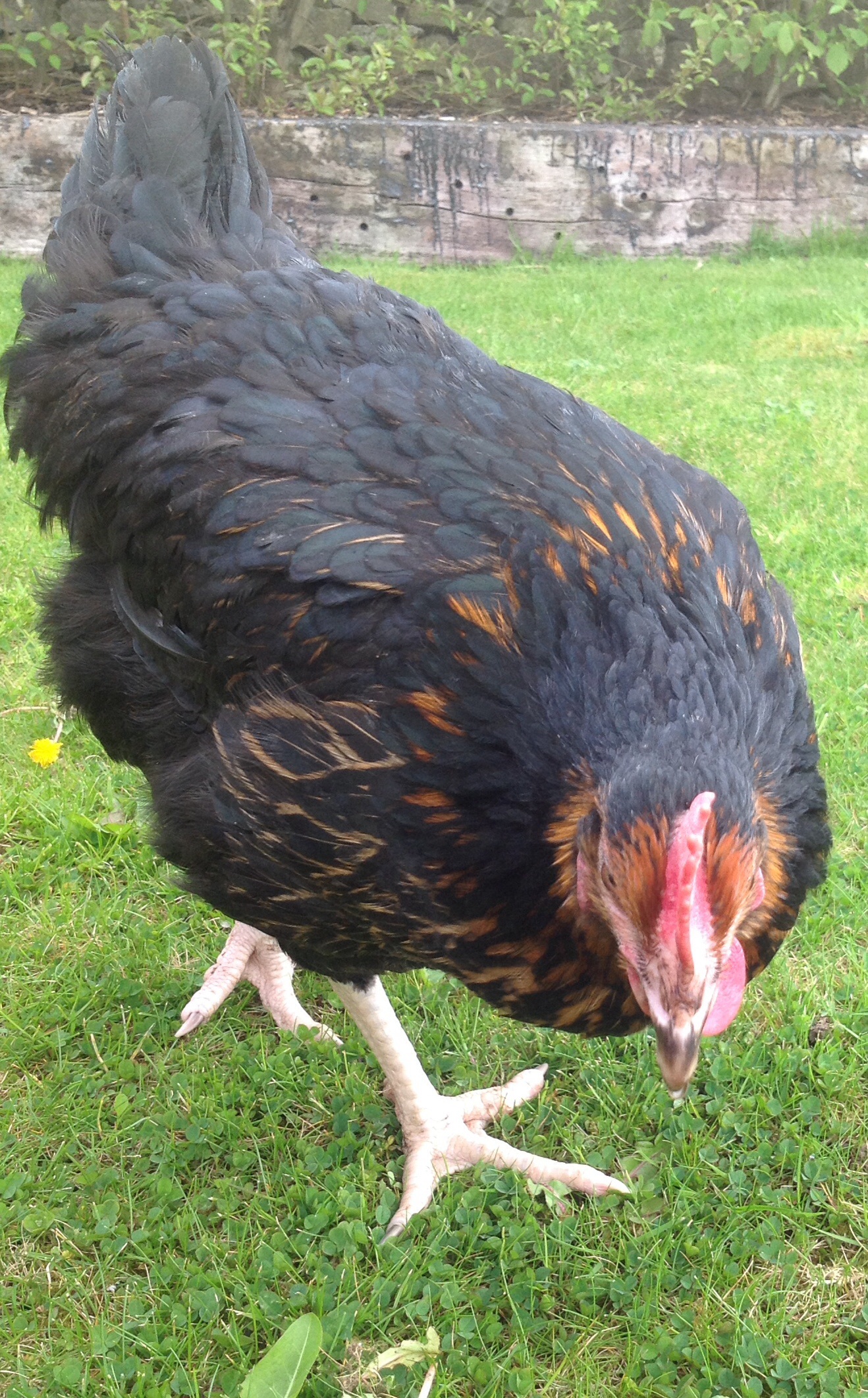 Miss Pepperpot For Sale Chickens Breed Information Omlet