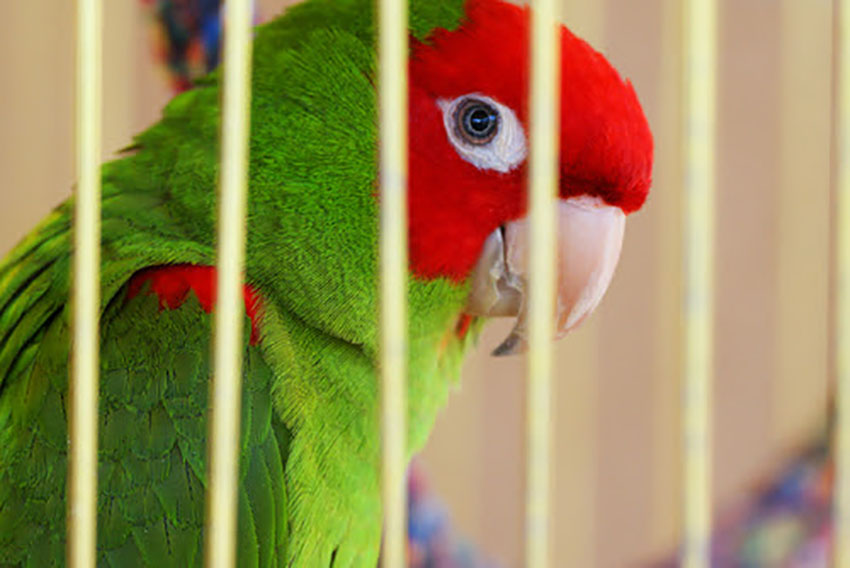 Mitred Conure